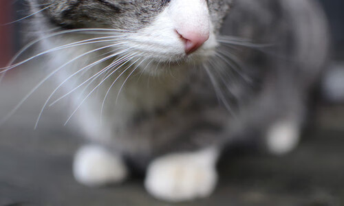 开云官方-“破纪录时刻！——超越自己、刷新历史的极速瞬间”，突破纪录什么意思