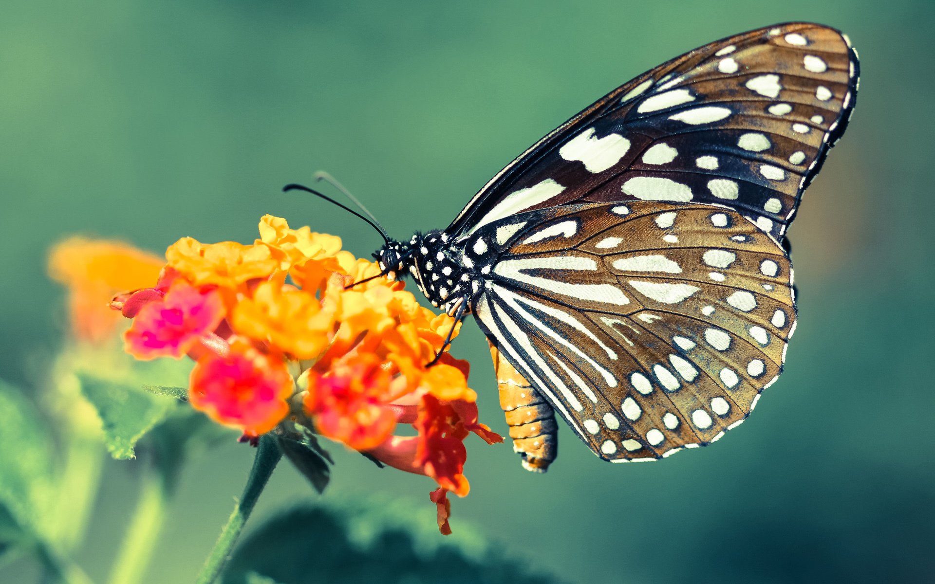 “青少年足球主题公益跑运动会在全国火热举行”,青少年校园足球赛