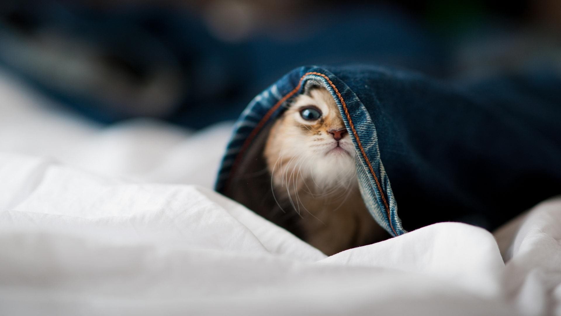 开云网站-【冠军风采】丁俊晖的细腻控球技巧全曝光，丁俊晖球技如何