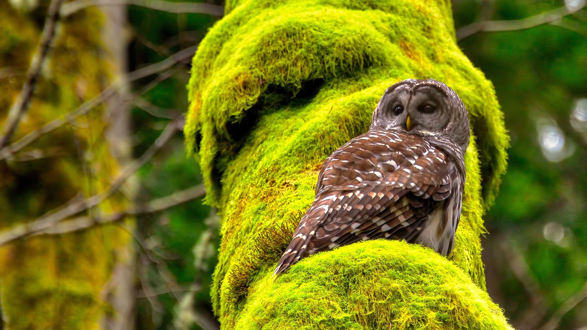 开云官方-【Juan Soto成长之路】从青涩少年到联盟头牌打者，从青涩少年到如今