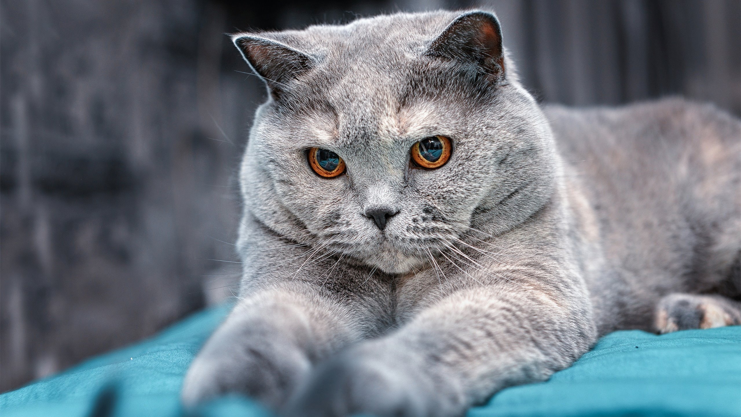 【Juan Soto的猛攻】教士核心打出连续多击