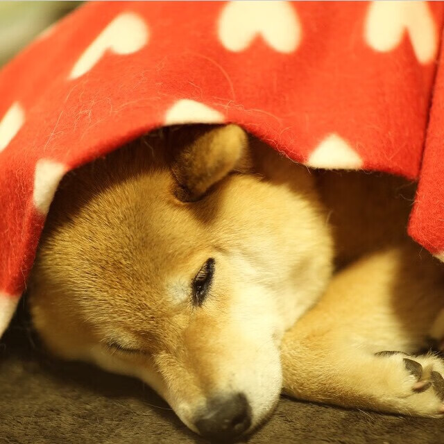 守望先锋 战队新星崭露头角,守望先锋最新阵容