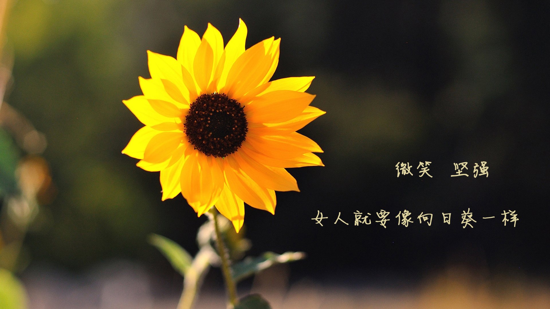 特色城市滑轮速降,街头极速的最新运动风潮,轮滑速降是什么意思