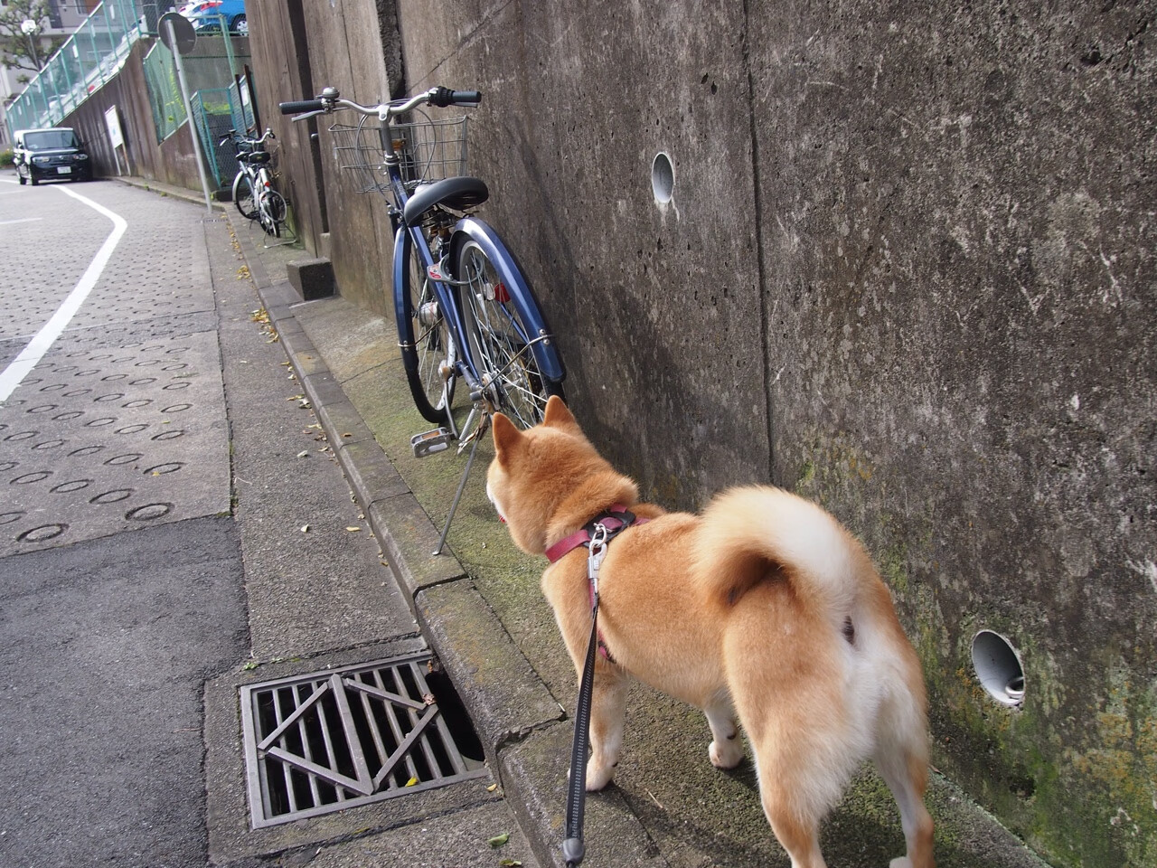 LCS加强青训体系建设，青训理念