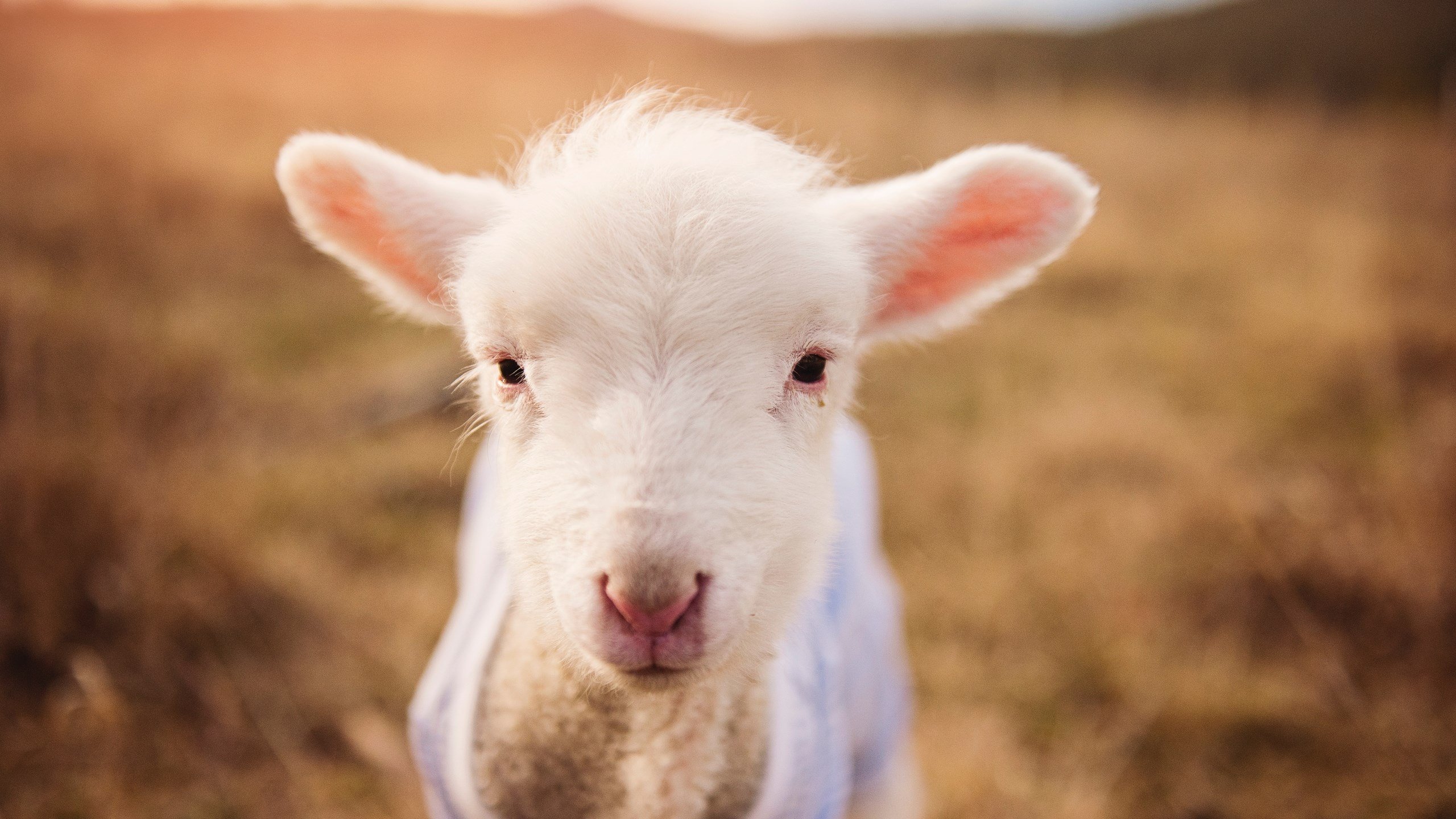 中甲联赛的俱乐部球迷互动平台，中甲直播球迷网